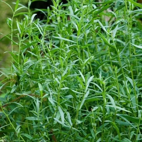 Estragon ‘De Russie’ ( Artemisia dracunculus )