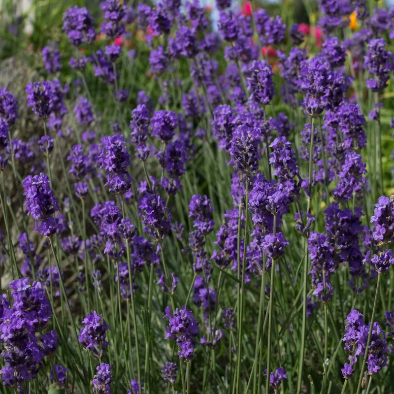 Lavande ‘Munstead’ ( Lavandula angustifolia )