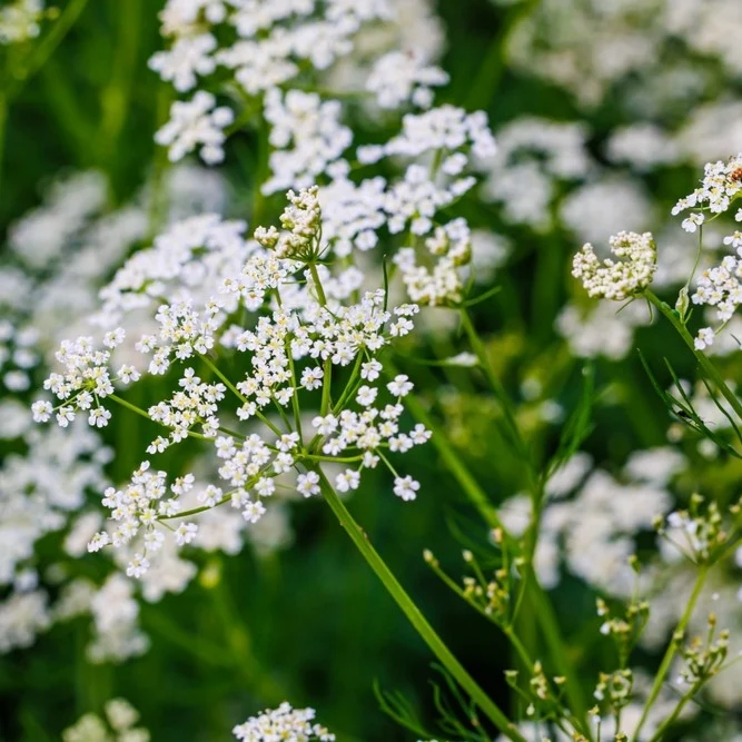 Cumin ( Cuminum cyminum )