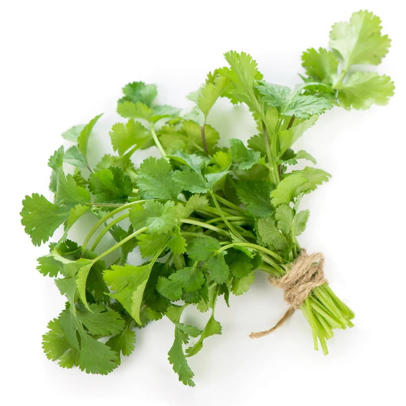 Coriandre ‘Marino’ bio ( Coriandrum sativum )