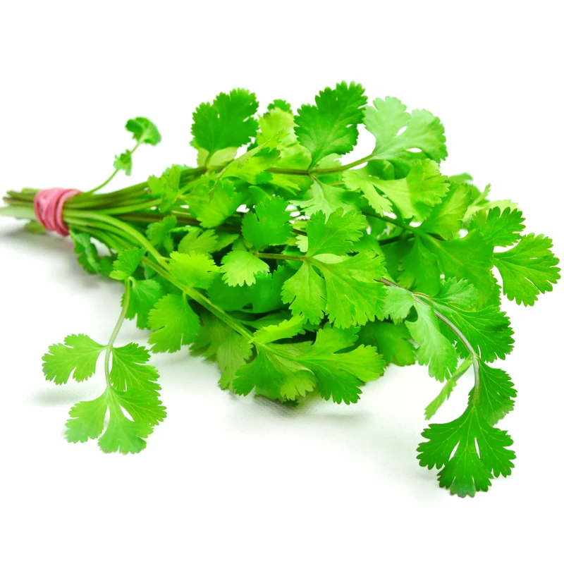 Coriandre ‘Santo’ ( Coriandrum sativum )