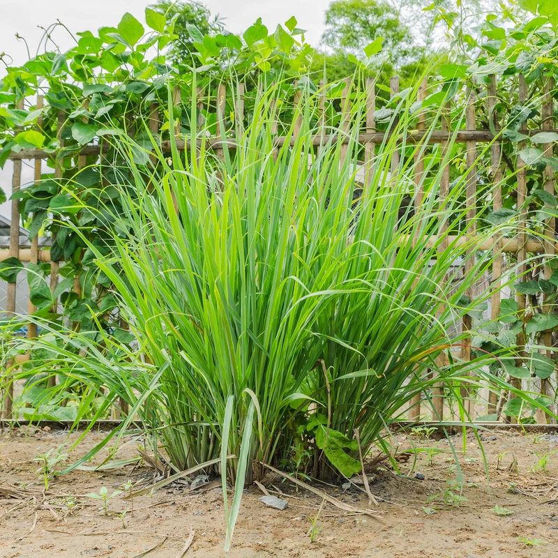 Citronnelle ( Cymbopogon citratus )