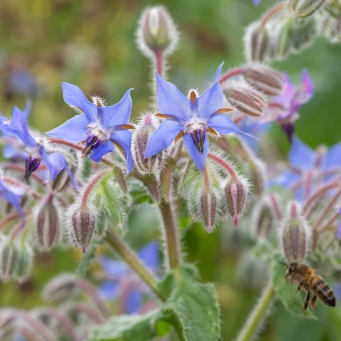 Bourrache officinale ( Borago officinalis )