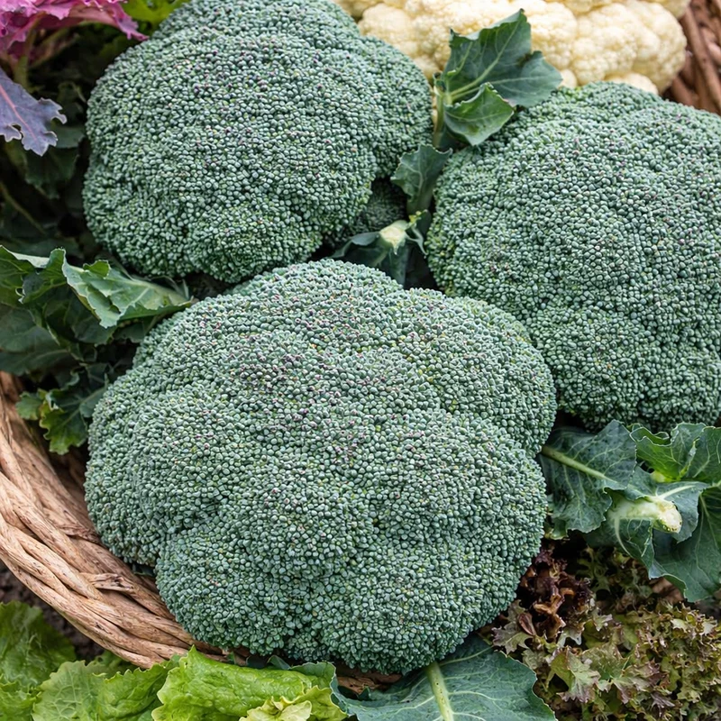 Brocoli 'Green Sprouting' bio