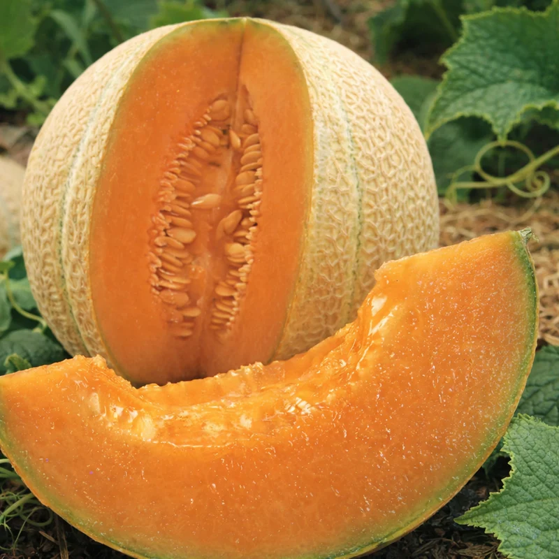Cantaloup 'Hearts of Gold' bio