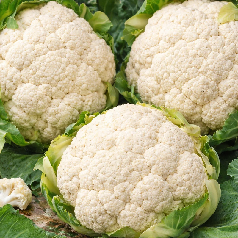 Chou-fleur hâtif 'Boule de Neige' bio