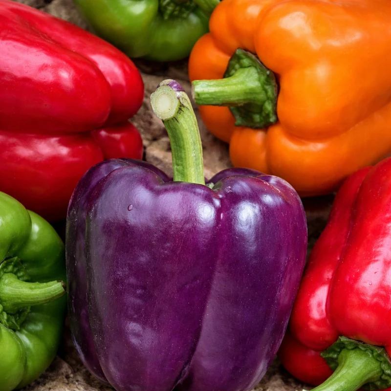 Poivron 'Rainbow Blend' bio