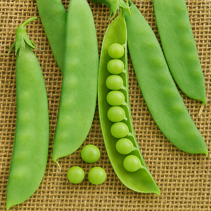 Pois 'Oregon Sugar Pod' bio