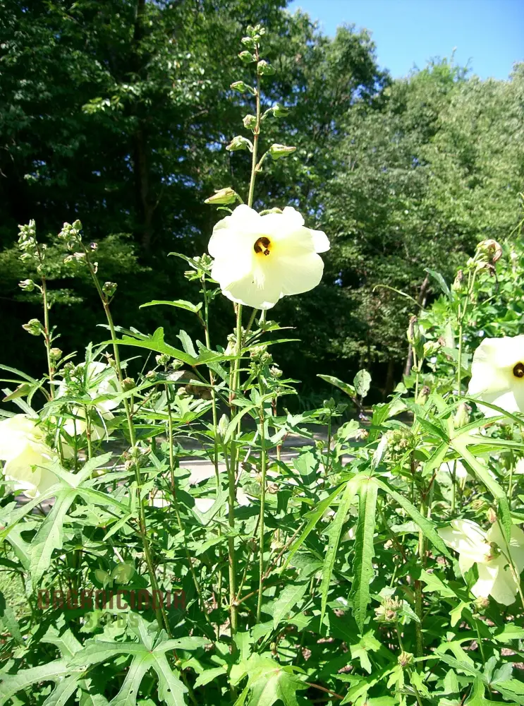 Abelmoschus Manihot Seeds – Exotic Garden Bloom Variety for Unique Landscapes