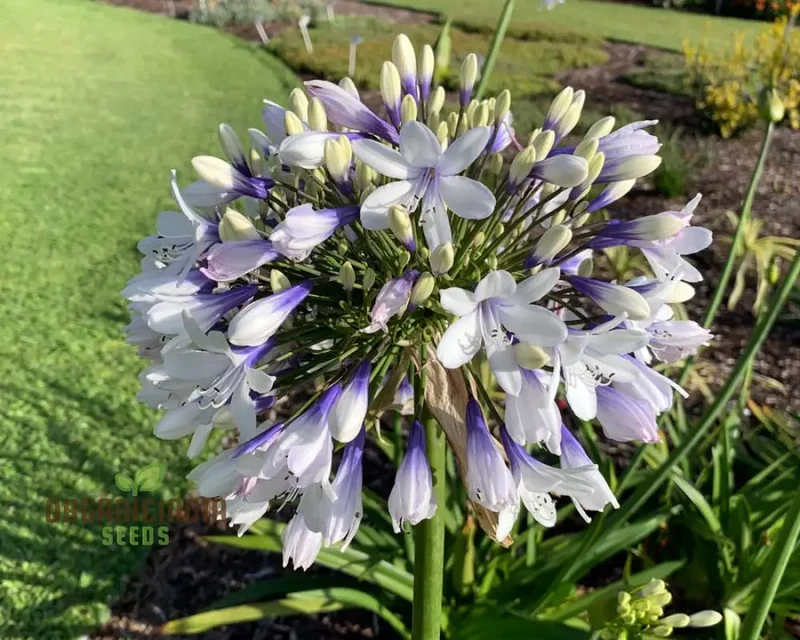 Agapanthus Species Mixed Flower Seeds, Enhance Your Garden with a Diverse Array of Blooms Using Expert Planting and Gardening