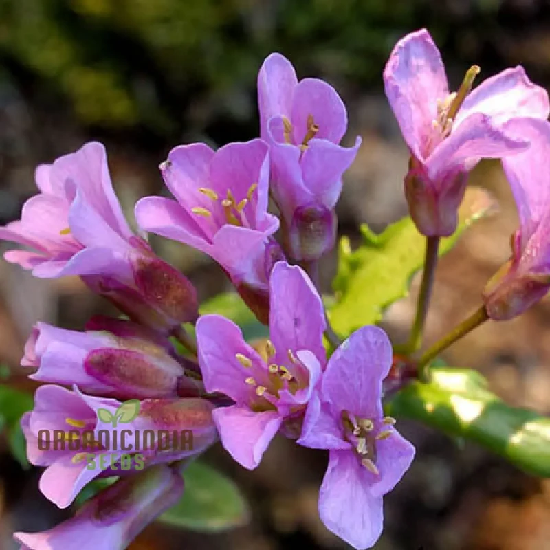 Arabis Collina Rosea Seeds For Planting: The Perfect Perennial Groundcover for Vibrant Spring Blooms