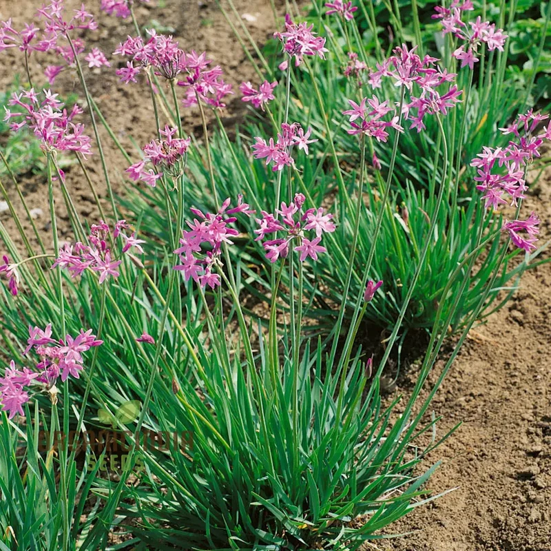 Society Garlic Seeds – Ornamental, Aromatic & Easy-Growing Garden Variety