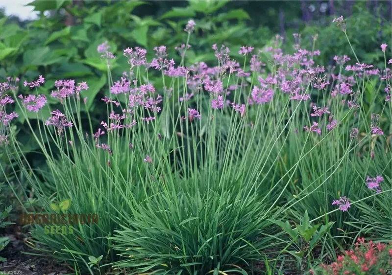 Society Garlic Seeds – Ornamental, Aromatic & Easy-Growing Garden Variety