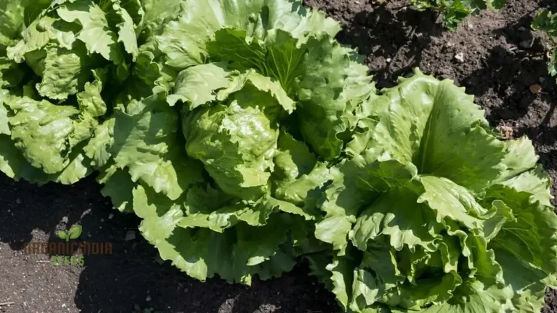 Organic Iceburg Lettuce Seeds for Vibrant Home Gardening | Grow Crisp and Crunchy Iceburg Lettuce in Your Garden with Our High-Quality Seeds