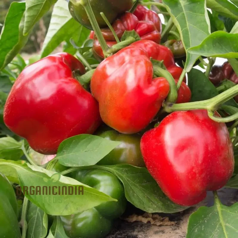 North Star Sweet Pepper Seeds - From Green to Red, Your Garden's North Star for Sweetness and Flavor