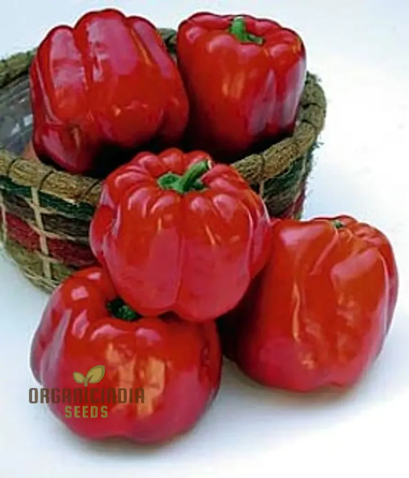 North Star Sweet Pepper Seeds - From Green to Red, Your Garden's North Star for Sweetness and Flavor