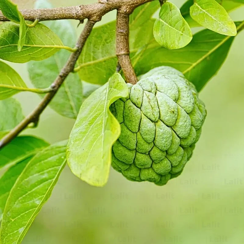 Custard Apples & Sugar Apples For planting: Comprehensive Gardening Tips for Abundant Harvests