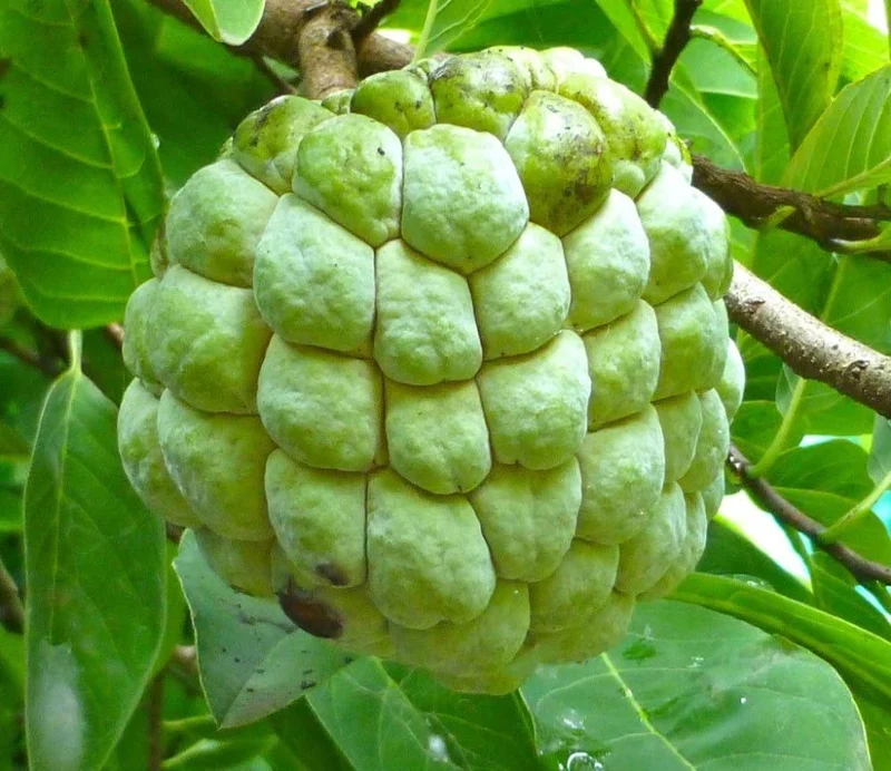 Custard Apples & Sugar Apples For planting: Comprehensive Gardening Tips for Abundant Harvests