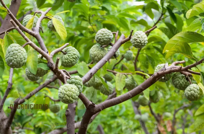 Custard Apples & Sugar Apples For planting: Comprehensive Gardening Tips for Abundant Harvests