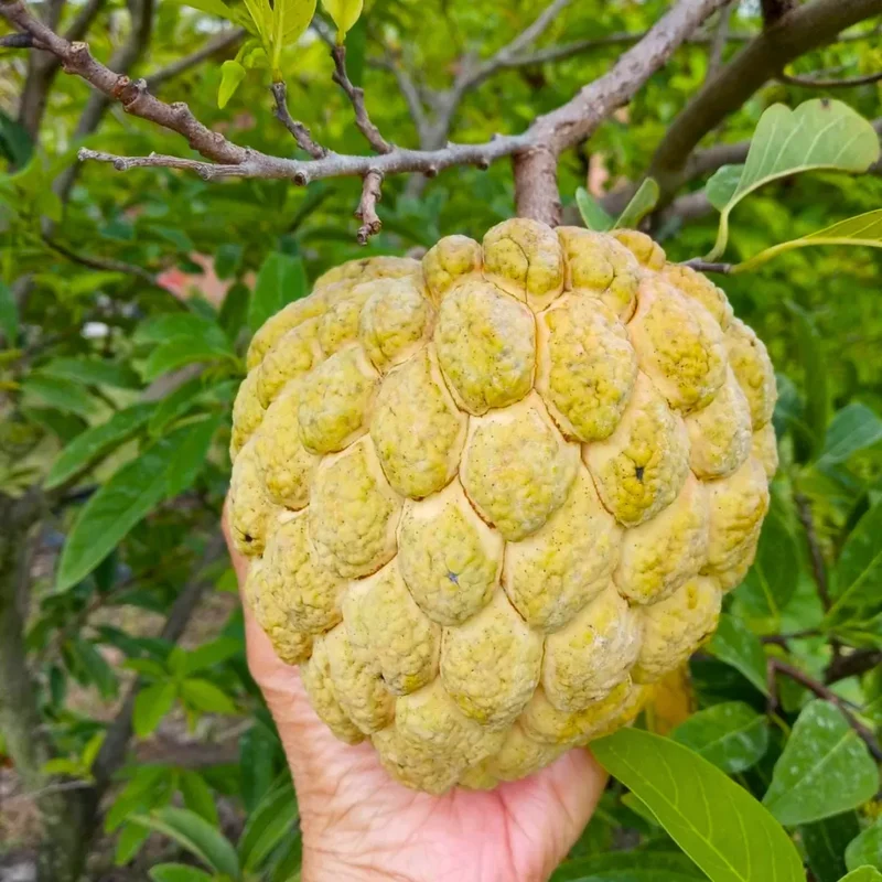 Custard Apples & Sugar Apples For planting: Comprehensive Gardening Tips for Abundant Harvests