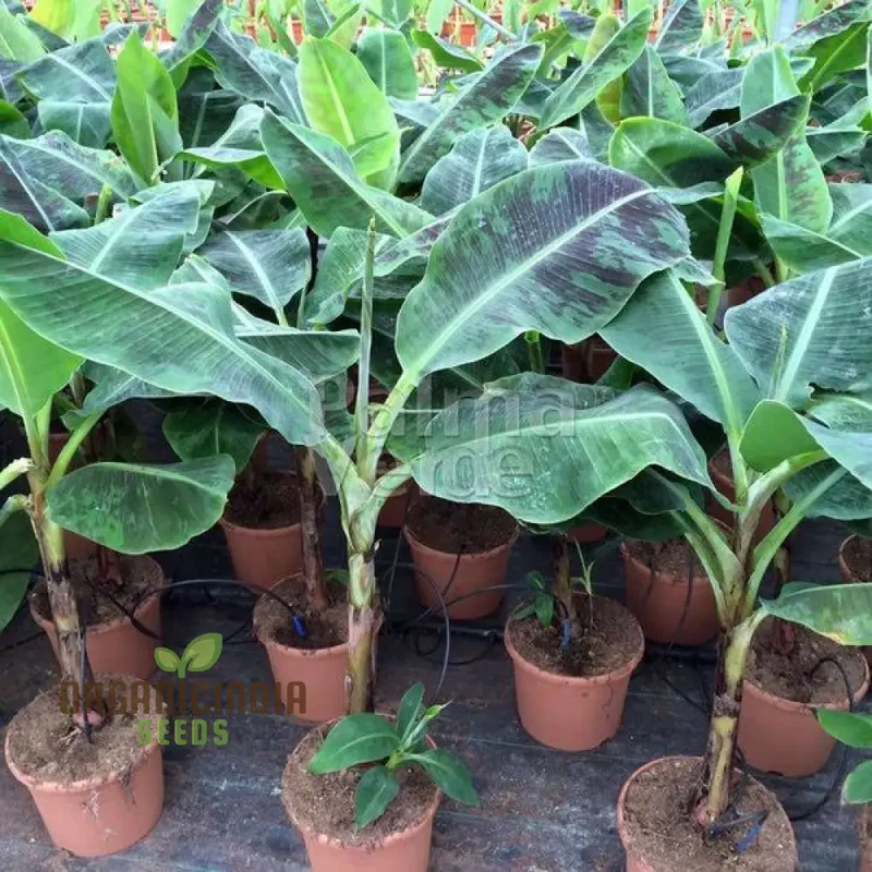Dwarf Banana Tree Seeds for Lush, Exotic Gardening - Ideal for Indoor and Outdoor Spaces