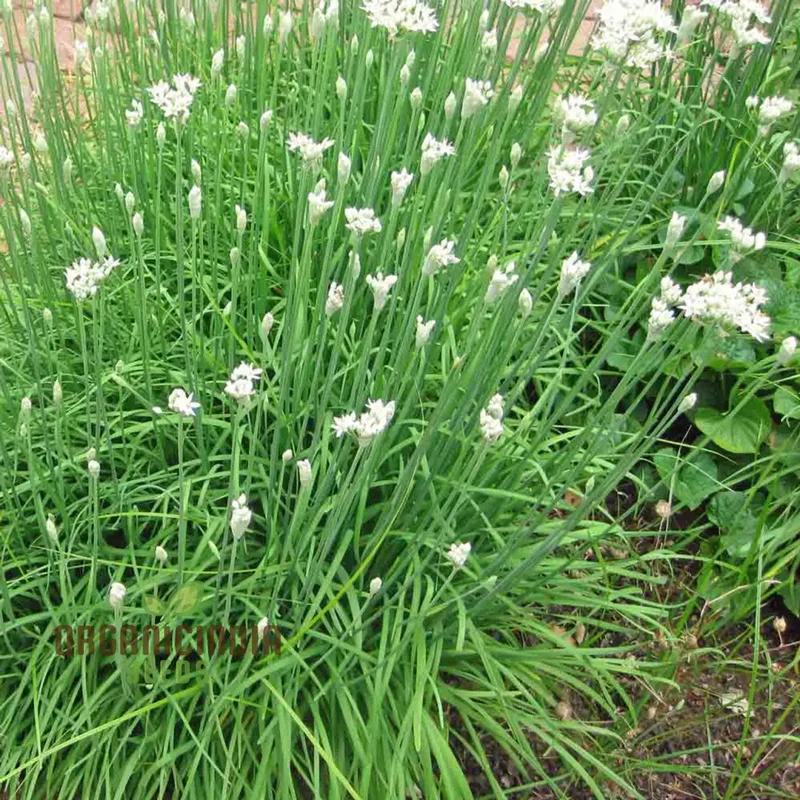 Garlic Chive Seeds for Planting – Premium Quality, Flavorful & Easy-Grow Herb