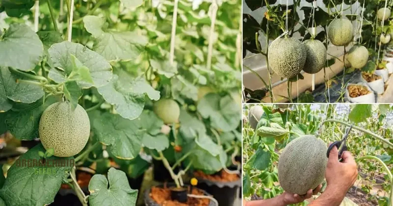 Cantaloupe Honeyrock Vegetable Seeds for Expert Gardeners | High-Yield, Flavorful Melons | Non-GMO, Heirloom Variety for Thriving Gardens