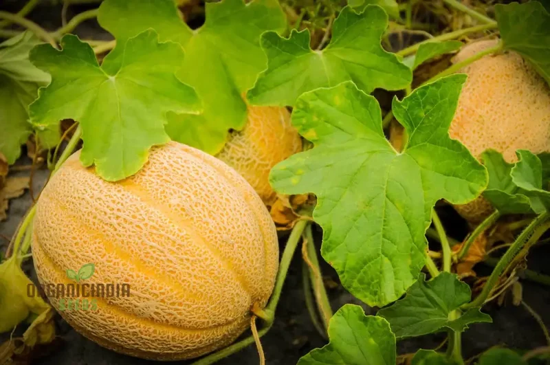 Cantaloupe Honeyrock Vegetable Seeds for Expert Gardeners | High-Yield, Flavorful Melons | Non-GMO, Heirloom Variety for Thriving Gardens
