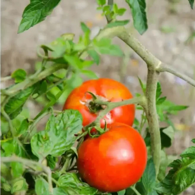Rutgers Tomato Vegetable Seeds, Growing Juicy and Flavorful Harvests with Expert Planting and Gardening