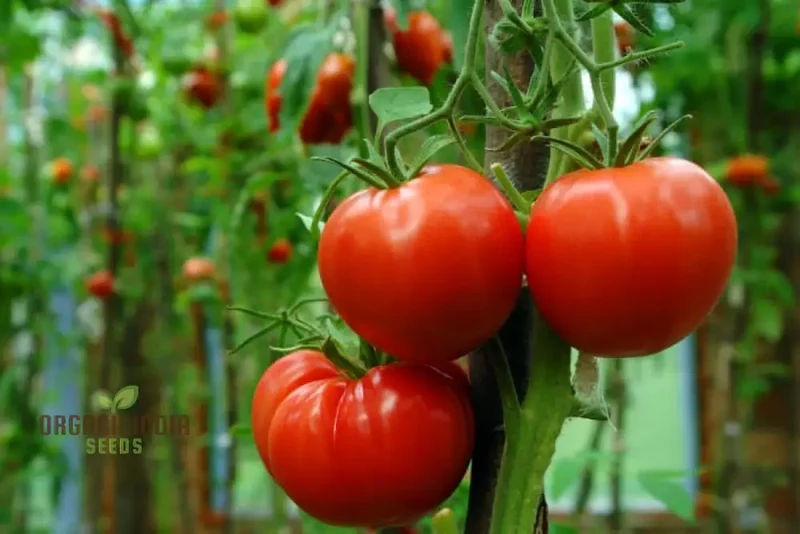 Rutgers Tomato Vegetable Seeds, Growing Juicy and Flavorful Harvests with Expert Planting and Gardening