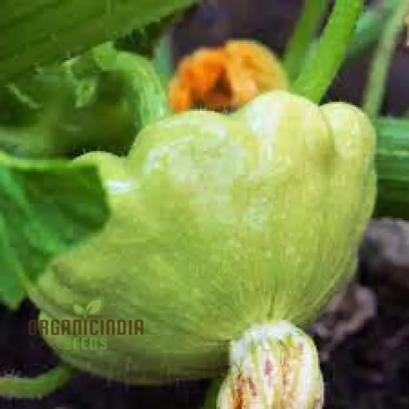 Green Tint Bush Scallop Squash: Ideal for Garden Enthusiasts