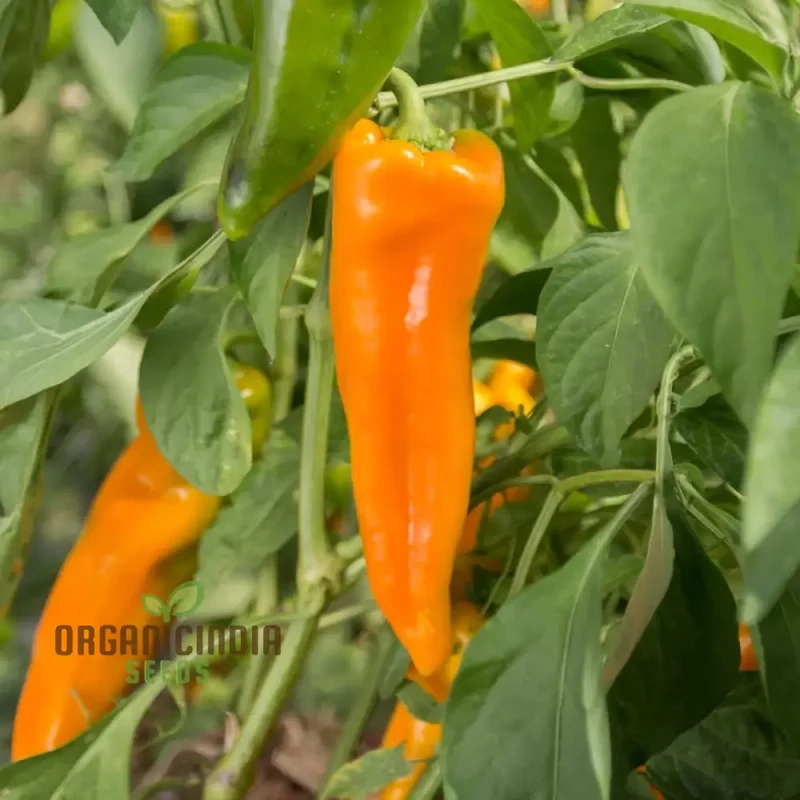 Golden Treasure Pepper Seeds (Capsicum Annuum) - Add a Touch of Gold to Your Garden and Cooking Adventures