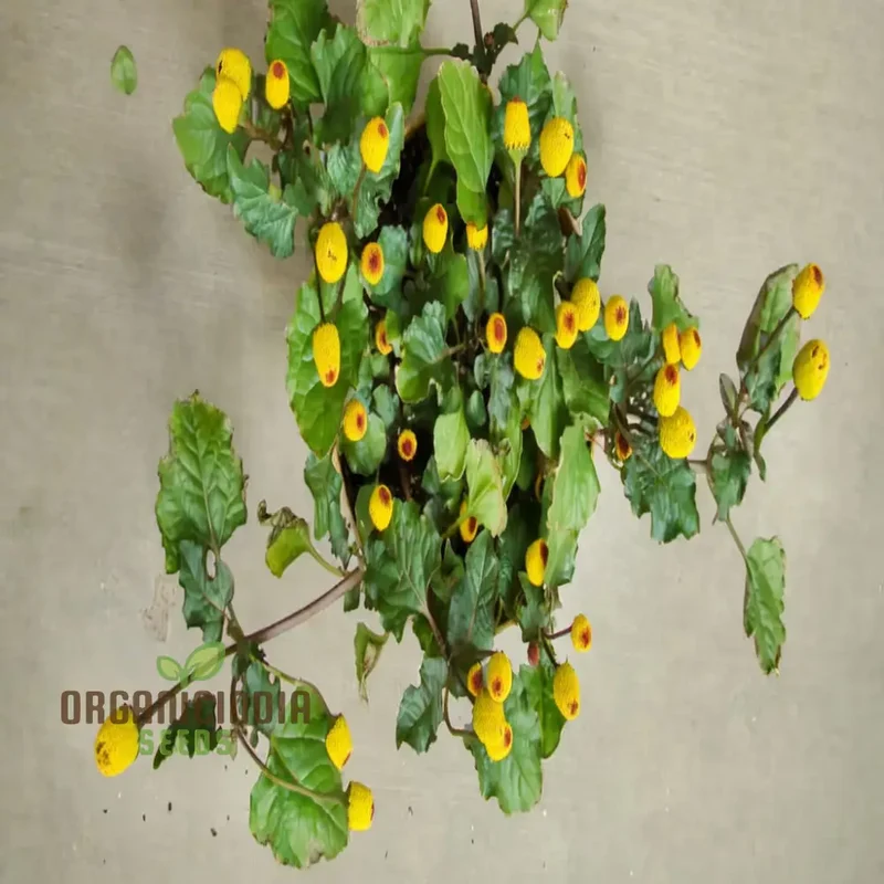 Toothache Plant Seeds – Premium Quality Medicinal Herb for Home & Organic Gardens