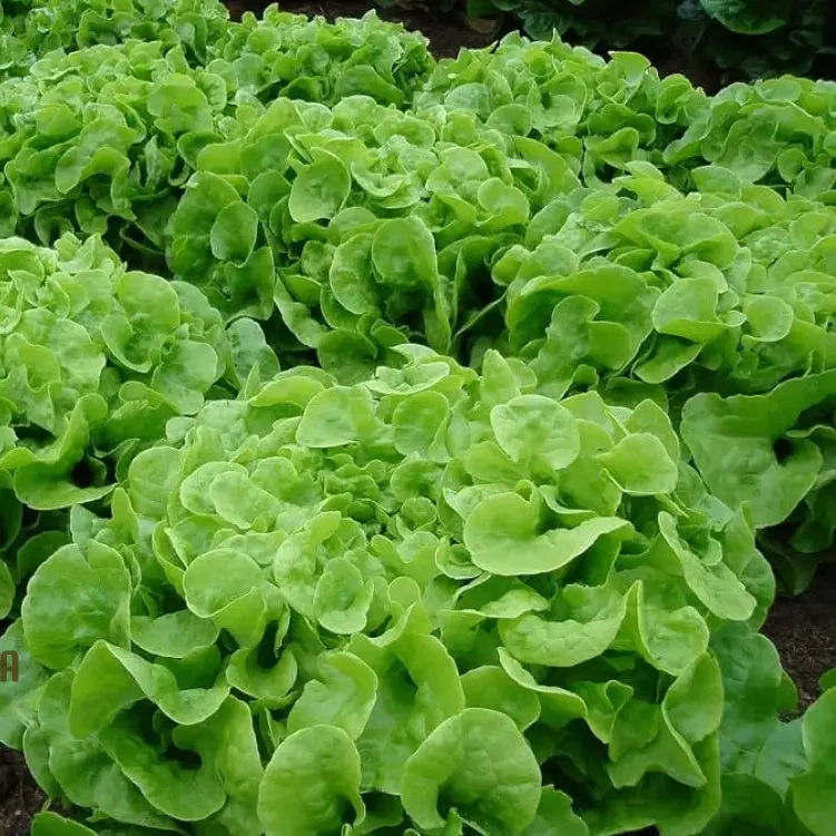 Green Oakleaf Lettuce Vegetable Seeds, Cultivating Fresh and Flavorful Harvests with Expert Planting and Gardening