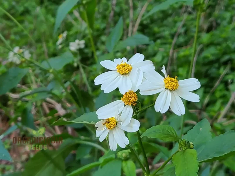 Transform Your Garden with Spanish Needle: The Ultimate Guide to Cultivating and Enjoying This Versatile, Pollinator-Friendly Plant