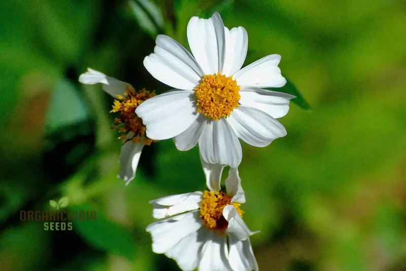Transform Your Garden with Spanish Needle: The Ultimate Guide to Cultivating and Enjoying This Versatile, Pollinator-Friendly Plant