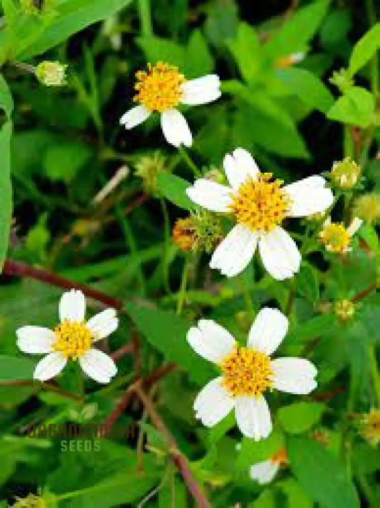 Transform Your Garden with Spanish Needle: The Ultimate Guide to Cultivating and Enjoying This Versatile, Pollinator-Friendly Plant