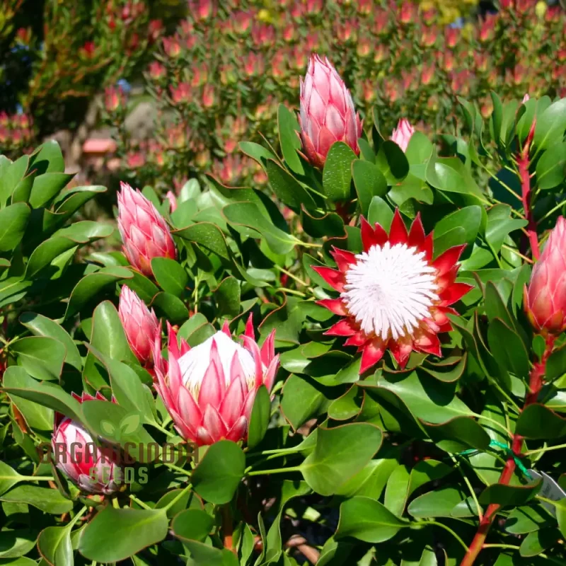 Protea Cynaroides Seeds Grow the Majestic King Protea in Your Garden