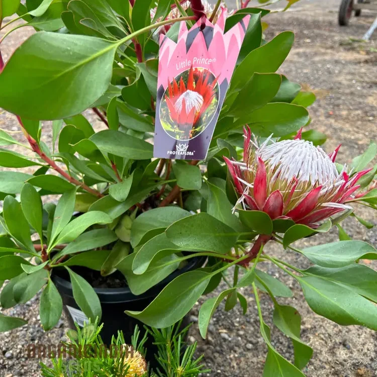 Protea Cynaroides Seeds Grow the Majestic King Protea in Your Garden