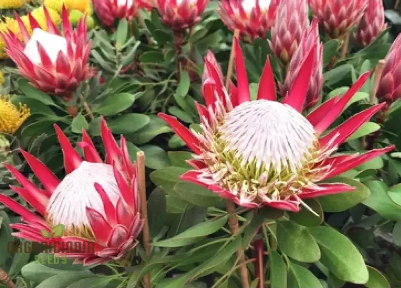 Protea Cynaroides Seeds Grow the Majestic King Protea in Your Garden