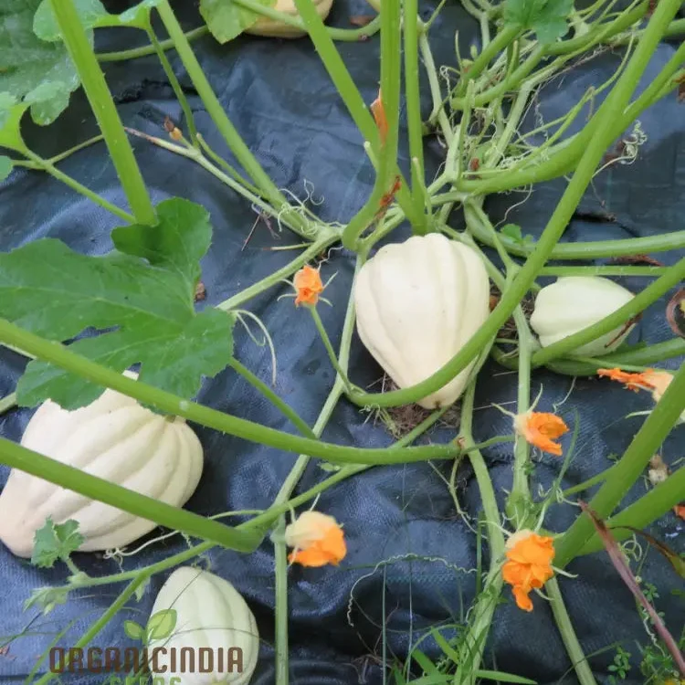 Thelma Sanders Squash Vegetable Seeds, Cultivating Heirloom Quality Harvests with Expert Planting and Gardening