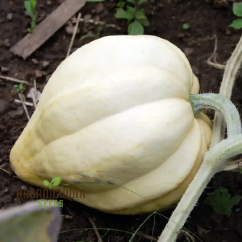 Thelma Sanders Squash Vegetable Seeds, Cultivating Heirloom Quality Harvests with Expert Planting and Gardening