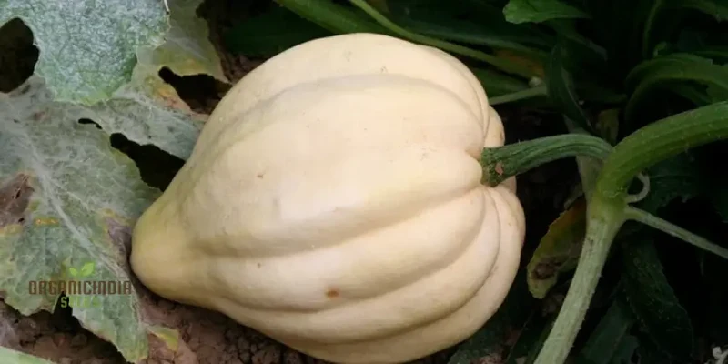 Thelma Sanders Squash Vegetable Seeds, Cultivating Heirloom Quality Harvests with Expert Planting and Gardening