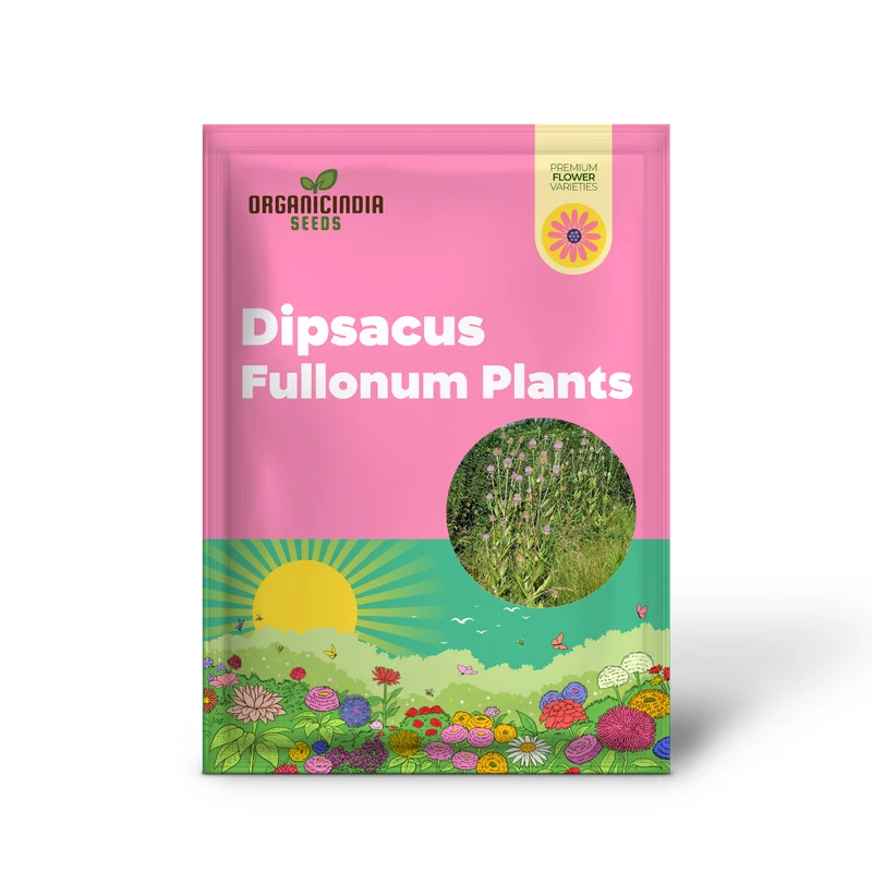 Dipsacus Fullonum (Teasel) Plants for Gardening - Robust, Decorative, and Wildlife-Friendly Perennials for Stunning Garden Displays and Eco-Friendly Landscaping