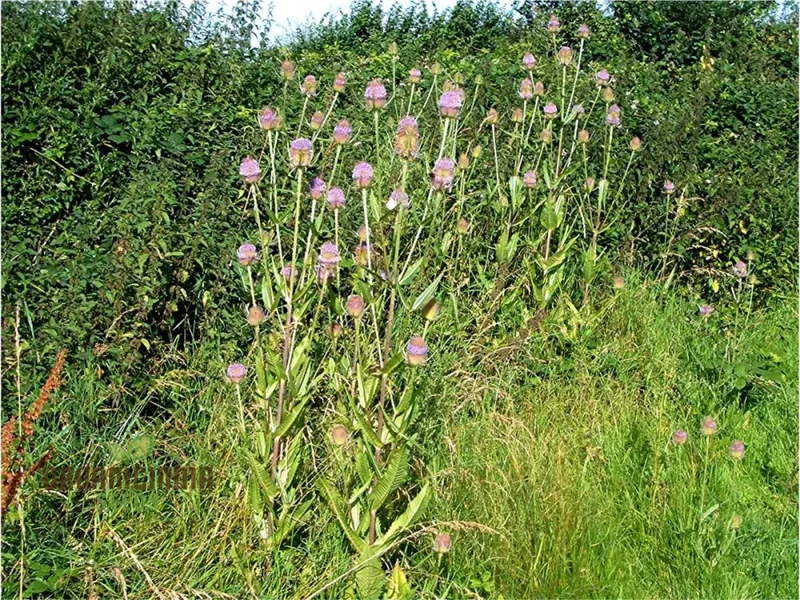 Dipsacus Fullonum (Teasel) Plants for Gardening - Robust, Decorative, and Wildlife-Friendly Perennials for Stunning Garden Displays and Eco-Friendly Landscaping