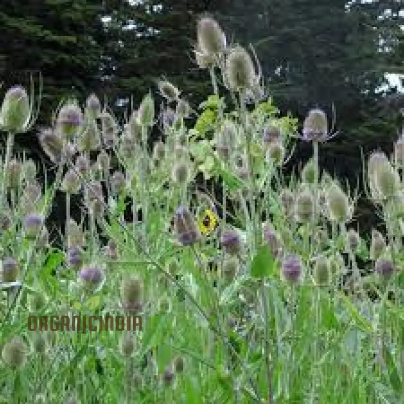 Dipsacus Fullonum (Teasel) Plants for Gardening - Robust, Decorative, and Wildlife-Friendly Perennials for Stunning Garden Displays and Eco-Friendly Landscaping