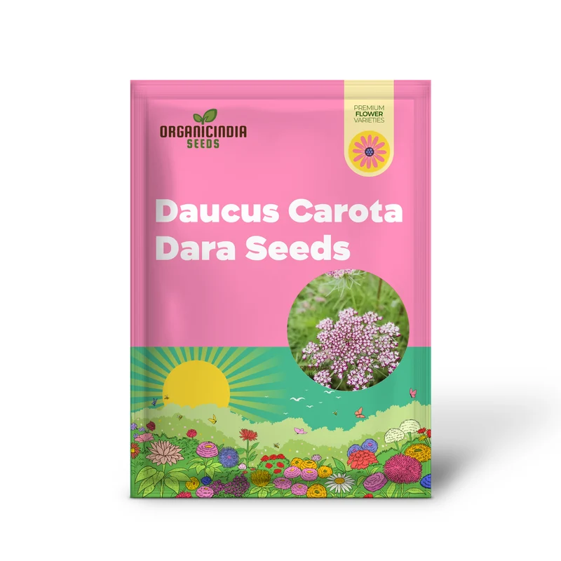 Daucus Carota Dara Seeds – Premium Ornamental Carrot Flower Variety for Colorful Garden Blooms