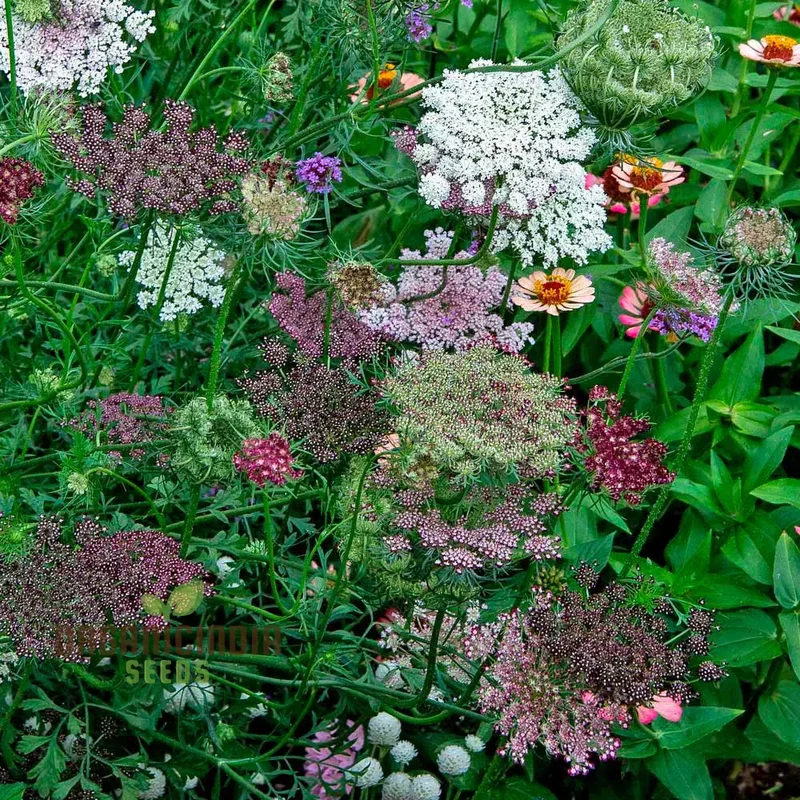 Daucus Carota Dara Seeds – Premium Ornamental Carrot Flower Variety for Colorful Garden Blooms