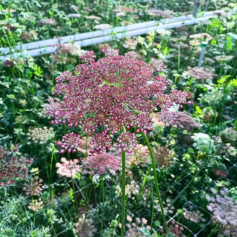 Daucus Carota Dara Seeds – Premium Ornamental Carrot Flower Variety for Colorful Garden Blooms
