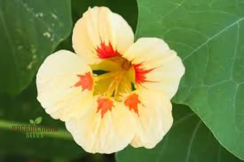 Nasturtium 'Peach Melba' Seeds For Planting: Vibrant Garden Blooms for Your Summer Sanctuary
